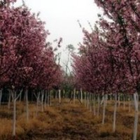 櫻花小苗 3公分櫻花 5公分櫻花 8公分櫻花 10-15公分櫻花