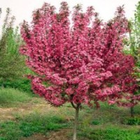 大葉北美海棠，長勢快，價(jià)格高，北美海棠研究所