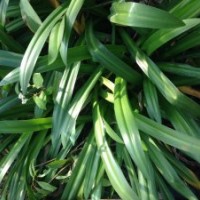 蜘蛛蘭供應(yīng)