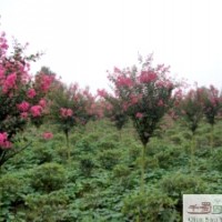 大量供應(yīng)紫薇10-15公分公分