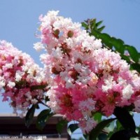 3公分紫薇樹價(jià)格