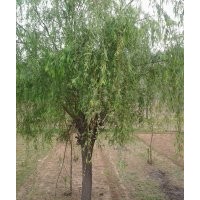 供應(yīng)15-20公分的垂柳，行道樹，一級苗