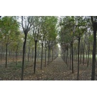 山東白蠟，山東大國槐