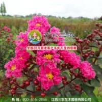 紅葉喬木紫薇（2號(hào)）紫薇幼苗