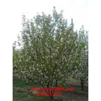 八棱海棠樹(shù)成活率高!