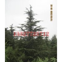 紅楓苗木價(jià)格，紅楓價(jià)格