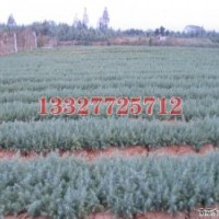 龍柏苗木價格，龍柏價格