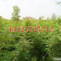 杜仲苗木價格，杜仲價格