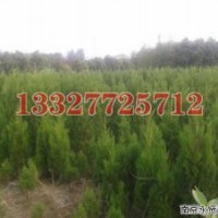 雪松苗木價格，雪松價格