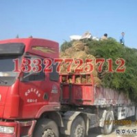 蜀檜苗木價(jià)格，蜀檜價(jià)格