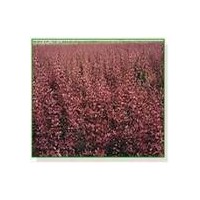 供應(yīng)紅葉李，紫葉矮櫻，冬青，黃楊，白皮松，油松