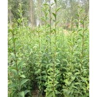 法桐價格，美國紅楓價格，法桐價格