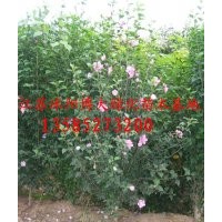 基地大量供應(yīng)木槿、叢生木槿規(guī)格齊全