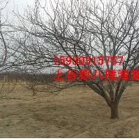 八棱海棠造型樹