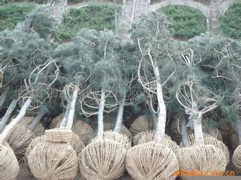 白皮松容器；20-30公分【容器】