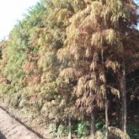 中山杉 白玉蘭 雪松