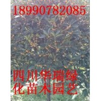 金桂、八月桂、銀桂、天竺桂、香樟、紅葉李、海棠