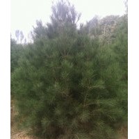 專供1--8米白皮松、油松、大葉女貞等