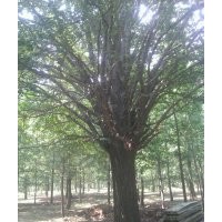 供應(yīng)綠化苗木銀杏,國槐,皂角