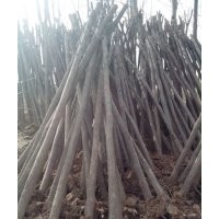大量供應(yīng)各種規(guī)格國槐