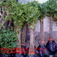 供應70-1米高優(yōu)質大紅朱砂桂移栽小苗