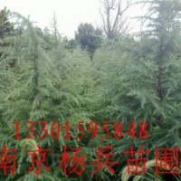 雪松廣玉蘭白玉蘭大葉女貞