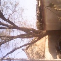 大型槐樹 古槐樹 國(guó)槐