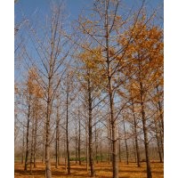 銀杏園林隨挖隨選，優(yōu)質(zhì)銀杏樹苗