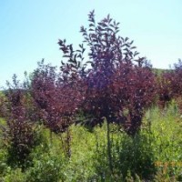 大葉丁香、紫葉丁香、地接金葉榆、小葉丁香、三角楓、暴馬丁香、