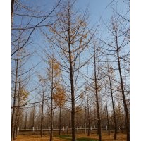 天泰園林供應(yīng)5-40公分銀杏樹