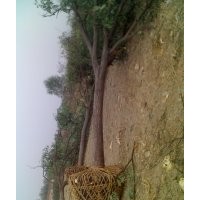 國(guó)槐樹(shù)苗 18公分國(guó)槐價(jià)格 國(guó)槐基地 國(guó)槐