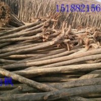 供黃櫨，玉蘭，南北欒，五角楓，巨紫荊，杜仲，木瓜，臭椿，女貞