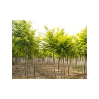 山東速生柳批發(fā)價(jià)格,速生柳種植,速生柳插條,速生柳小苗價(jià)格