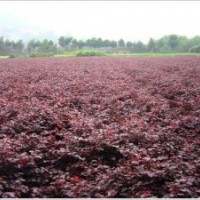 供應(yīng)垂絲海棠、西府海棠、貼梗海棠、海棠