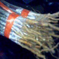 綠化苗木北美海棠、冬紅海棠、西府海棠、垂絲海棠等品種