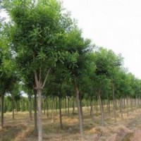 特價8-10公分國槐出售平頭國槐供應