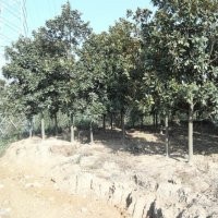 廣玉蘭小苗工程大苗大量廣玉蘭批發(fā)