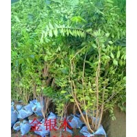 金銀木、迎春、棣棠、紅瑞木、木槿、紅王子錦帶