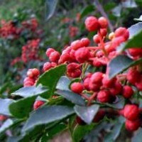 大紅袍花椒苗，花椒苗批發(fā)，花椒苗，山楂苗，梨苗，核桃苗