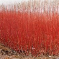 紅瑞木_丁香_棣棠_沙地柏_塔檜_國槐苗