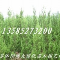 大量供應(yīng)龍柏、直升龍柏、龍柏球等各種綠化苗木