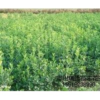 紅王子錦帶，月季，木槿，膠東衛(wèi)矛，紫葉小檗