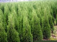 供應(yīng)儈柏 古絳儈柏 側(cè)柏苗