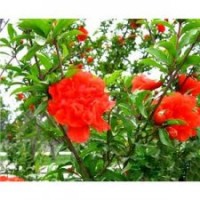 叢生金葉榆，大葉垂榆、金葉榆；金 葉垂榆，千頭椿、垂柳、饅頭