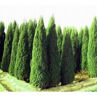 河南檜、西安檜、望都塔檜、沙地柏、側(cè)柏