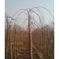 供應(yīng)大葉垂榆-河北大葉垂榆基地-保定大葉垂榆基地