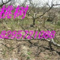 2-8公分桃樹 山楂樹 蘋果樹