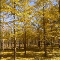 供應(yīng)山東銀杏