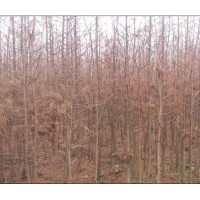 供應(yīng)水杉大苗（綠化工程苗）