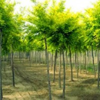 金葉榆 速生柳 黃金槐 國槐 法桐